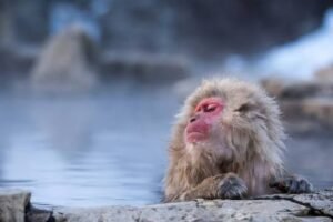 Jigokudani Onsen: 